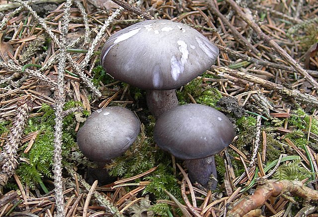 Il Tempo delle Morchelle